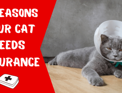 Buy cat insurance for peace of mind and care