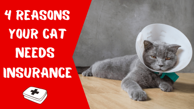 Buy cat insurance