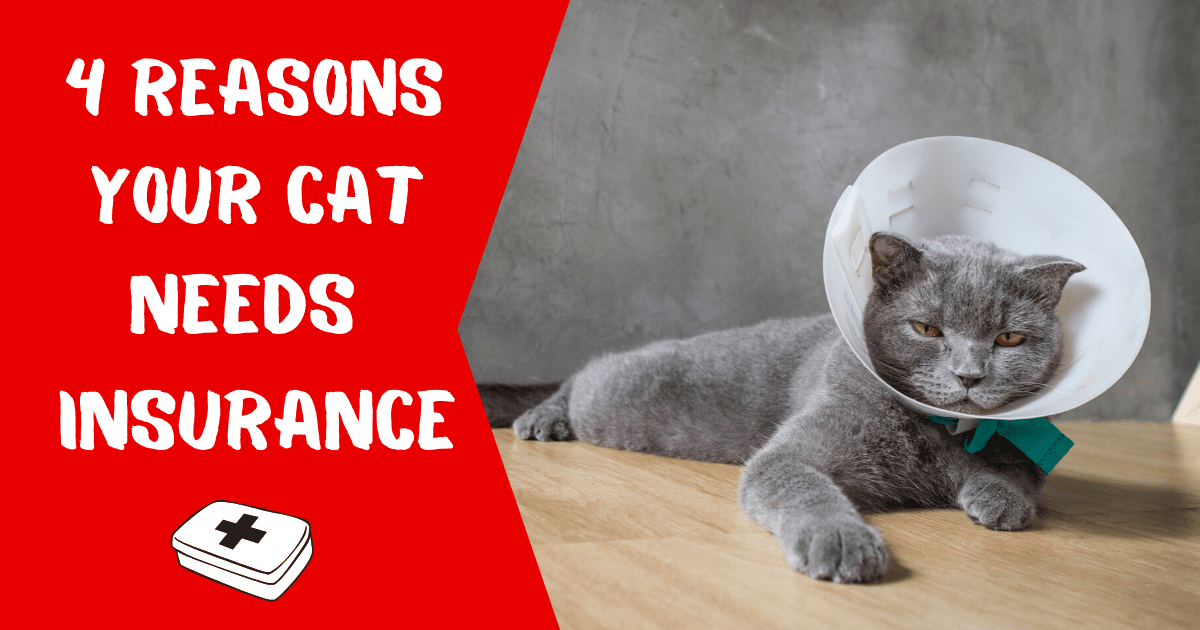Buy cat insurance